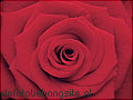 fototapeten Weisse Rose Rote Rose blumen pflanzen foto tapete
